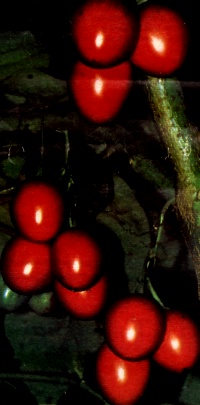 Fruit on trees