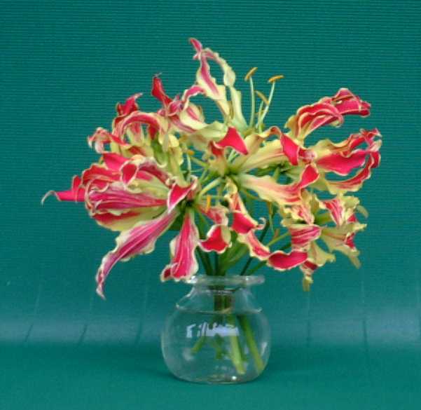 Posy of Gloriosa blooms